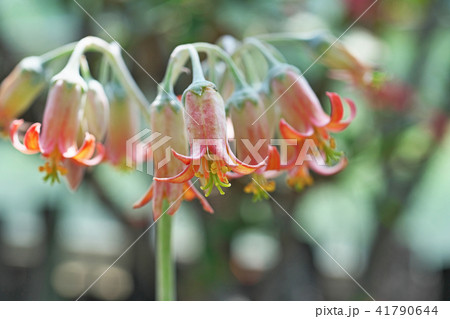 オレンジ色のコチレドン・銀波錦の花 オレンジ色のコチレドン・銀波錦の花 41790644