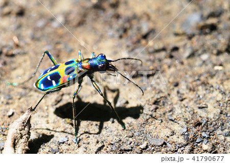 ハンミョウ 41790677