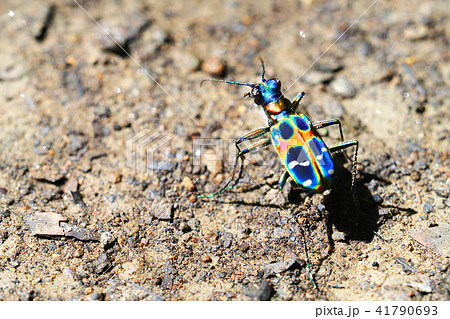 ハンミョウ（ナミハンミョウ） 41790693