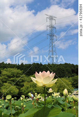 ハスの咲く公園(埼玉県毛呂山町) ハスの咲く公園(埼玉県毛呂山町) 41790694