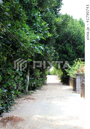 備瀬のフクギ並木 41790743