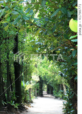 備瀬のフクギ並木 41790771