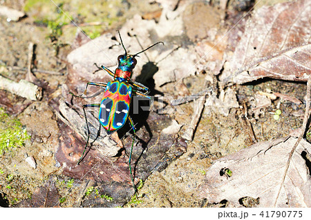 ハンミョウ(ナミハンミョウ) ハンミョウ(ナミハンミョウ) 41790775