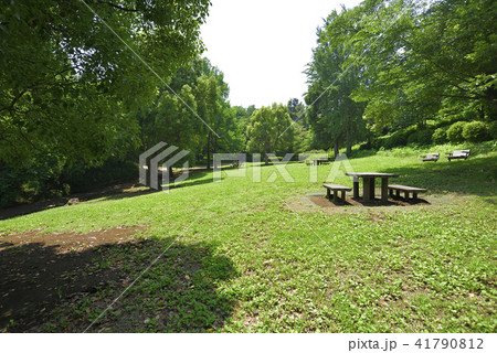 夏の森林公園、横浜市こども自然公園 41790812
