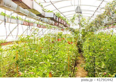 Growing flowers in greenhouse conditions Growing flowers in greenhouse conditions 41791442