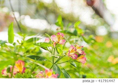 The wonderful alstroemeria flower The wonderful alstroemeria flower 41791447