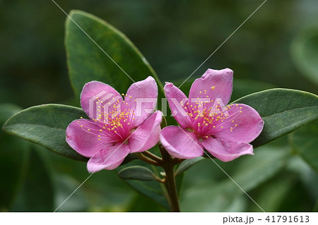 自然　植物　テンニンカ、開花して間もない花です。鮮やかな色をしていますが数日で白っぽくなります 41791613