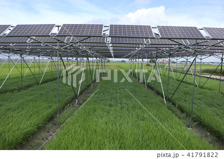 太陽光パネル_営農型ソーラー　三重県木曽岬町 41791822