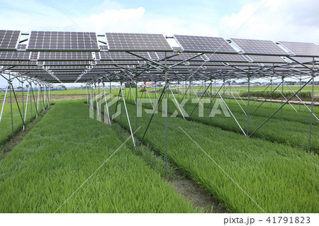 太陽光パネル_営農型ソーラー　三重県木曽岬町 41791823