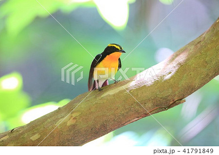 キビタキ 41791849