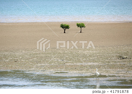 マングローブとサギ 41791878