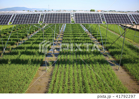 太陽光パネル_営農型ソーラー　三重県木曽岬町 41792297