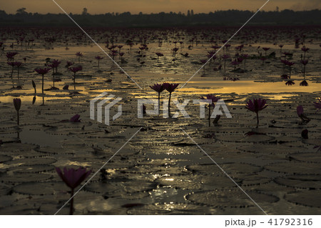太陽の道 蓮の湖 太陽の道 蓮の湖 41792316