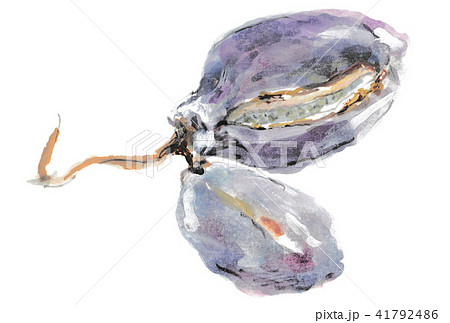 あけび あけび 41792486