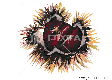 栗 イガグリ くりの実 栗 イガグリ くりの実 41792487