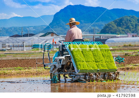 静岡県伊豆の国市 初夏の田植え風景 静岡県伊豆の国市 初夏の田植え風景 41792598