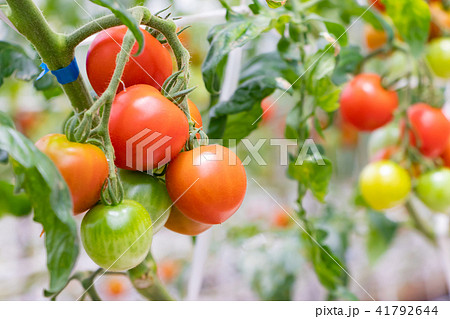 静岡県伊豆の国市 トマト農家のビニールハウス風景 静岡県伊豆の国市 トマト農家のビニールハウス風景 41792644