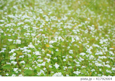 ソバの花 ソバの花 41792664