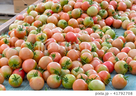 静岡県伊豆の国市　トマト農家　出荷前のトマトの山 41792708