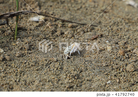 オキナワハクセンシオマネキ 41792740