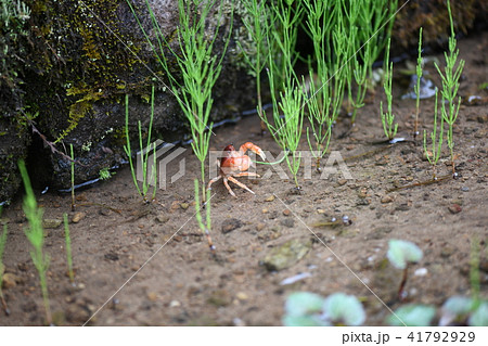 スギナを切り取り食べるサワガニの写真素材