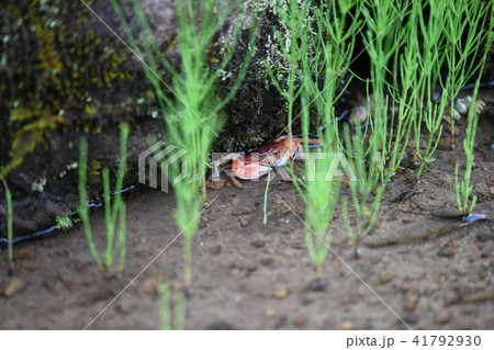 スギナを切り取り食べるサワガニ スギナを切り取り食べるサワガニ 41792930