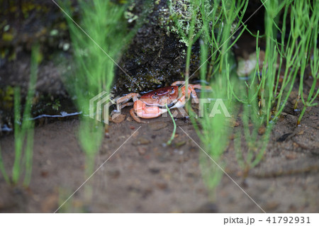 スギナを切り取り食べるサワガニの写真素材