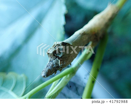 クワコの幼虫 41792988