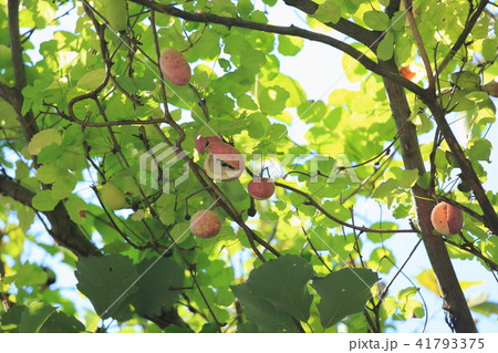 アケビの実 アケビの実 41793375