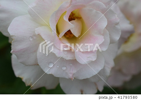 バラ バラ 41793580