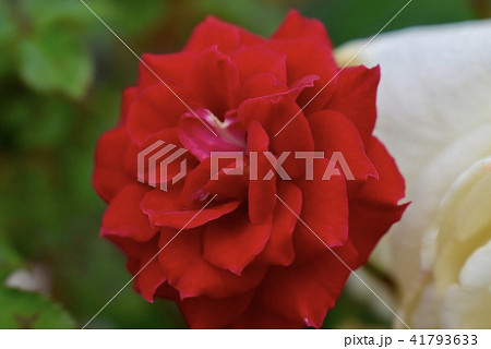 バラ 41793633