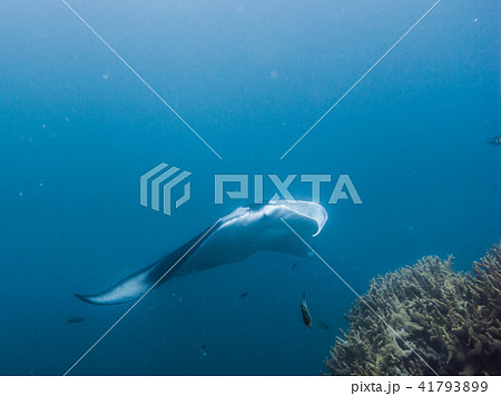 クリーニングステーションを訪れたマンタレイ。ヤップ、ミクロネシア 41793899