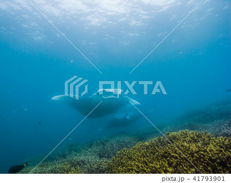 クリーニングステーションを訪れたマンタレイ。ヤップ、ミクロネシア 41793901