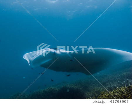 クリーニングステーションを訪れたマンタレイ。ヤップ、ミクロネシア 41793905