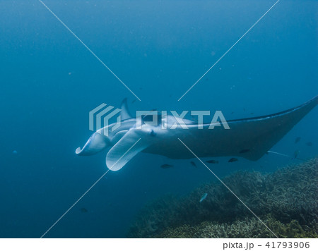 クリーニングステーションを訪れたマンタレイ。ヤップ、ミクロネシア 41793906