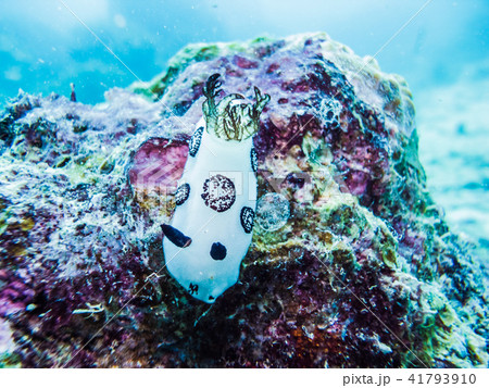 ブチウミウシ。潮通しの良い岩礁で見かける。ヤップ、ミクロネシア 41793910