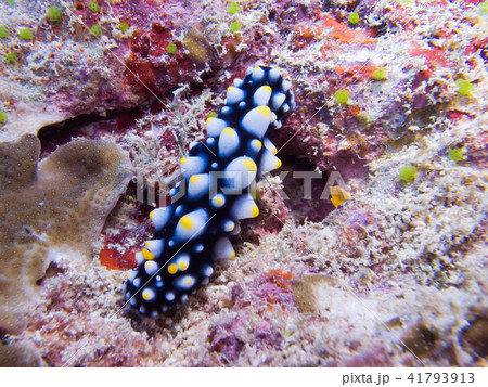 イボウミウシの仲間。ヤップ、ミクロネシア 41793913