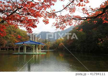 紅葉 湖 カエデ 41794111