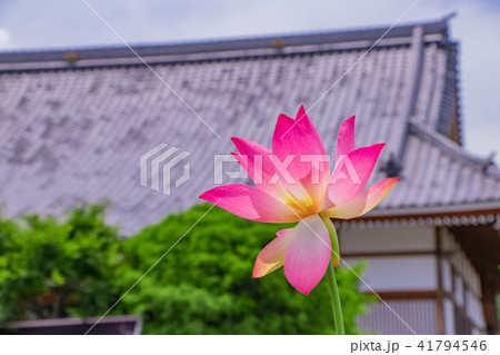 静岡県伊豆の国市 成福寺の蓮の花 静岡県伊豆の国市 成福寺の蓮の花 41794546