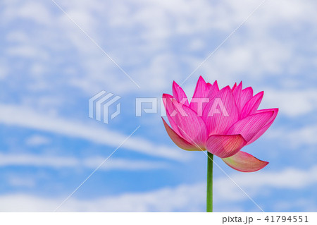 静岡県伊豆の国市 成福寺の蓮の花 静岡県伊豆の国市 成福寺の蓮の花 41794551