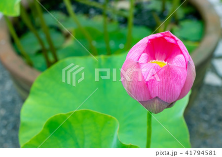 静岡県伊豆の国市　正連寺の蓮の花 41794581