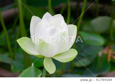 静岡県伊豆の国市　正連寺の蓮の花 41794584