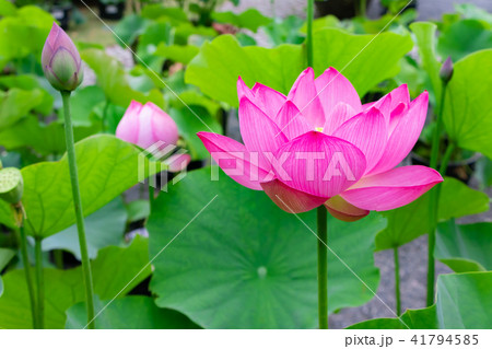 静岡県伊豆の国市 正連寺の蓮の花の写真素材