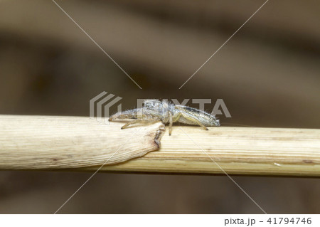 ヤハズハエトリ ヤハズハエトリ 41794746