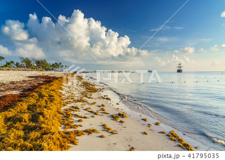 Punta Cana, Dominican Republic - June 17, 2018: sargassum seaweeds on the beaytiful ocean beach in 41795035