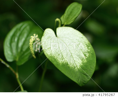 はんげしょう はんげしょう 41795267