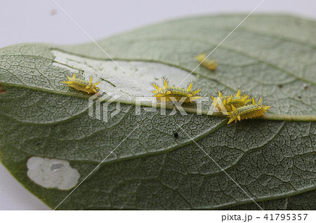 柿の葉についたヒロヘリアオイラガの若齢幼虫 41795357