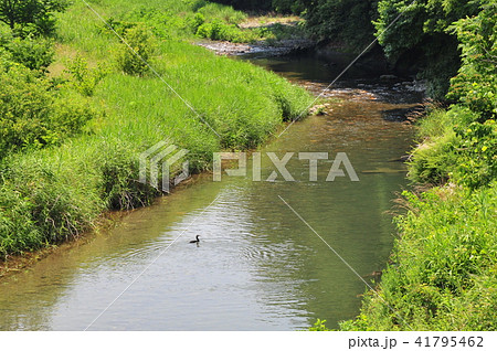 里山風景 小川の調べ 里山夏景色 夏草生い茂る小川 子供の頃の記憶 夏の思い出 の写真素材