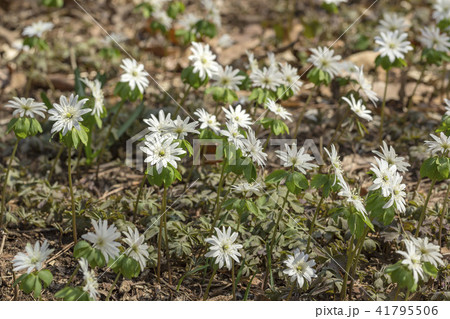 アズマイチゲ アズマイチゲ 41795506