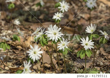 アズマイチゲ アズマイチゲ 41795511